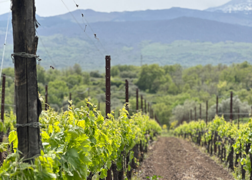 Sicily vineyard visit with Wanderlust Wines